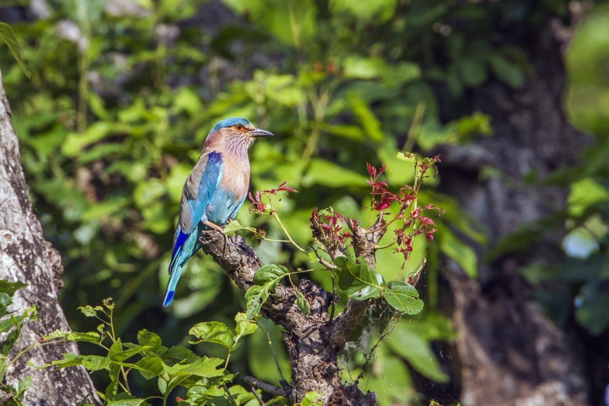 Bird Watching Tour in Nepal